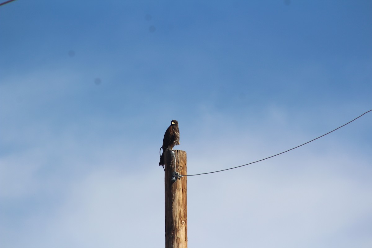 栗翅鷹 - ML646270152