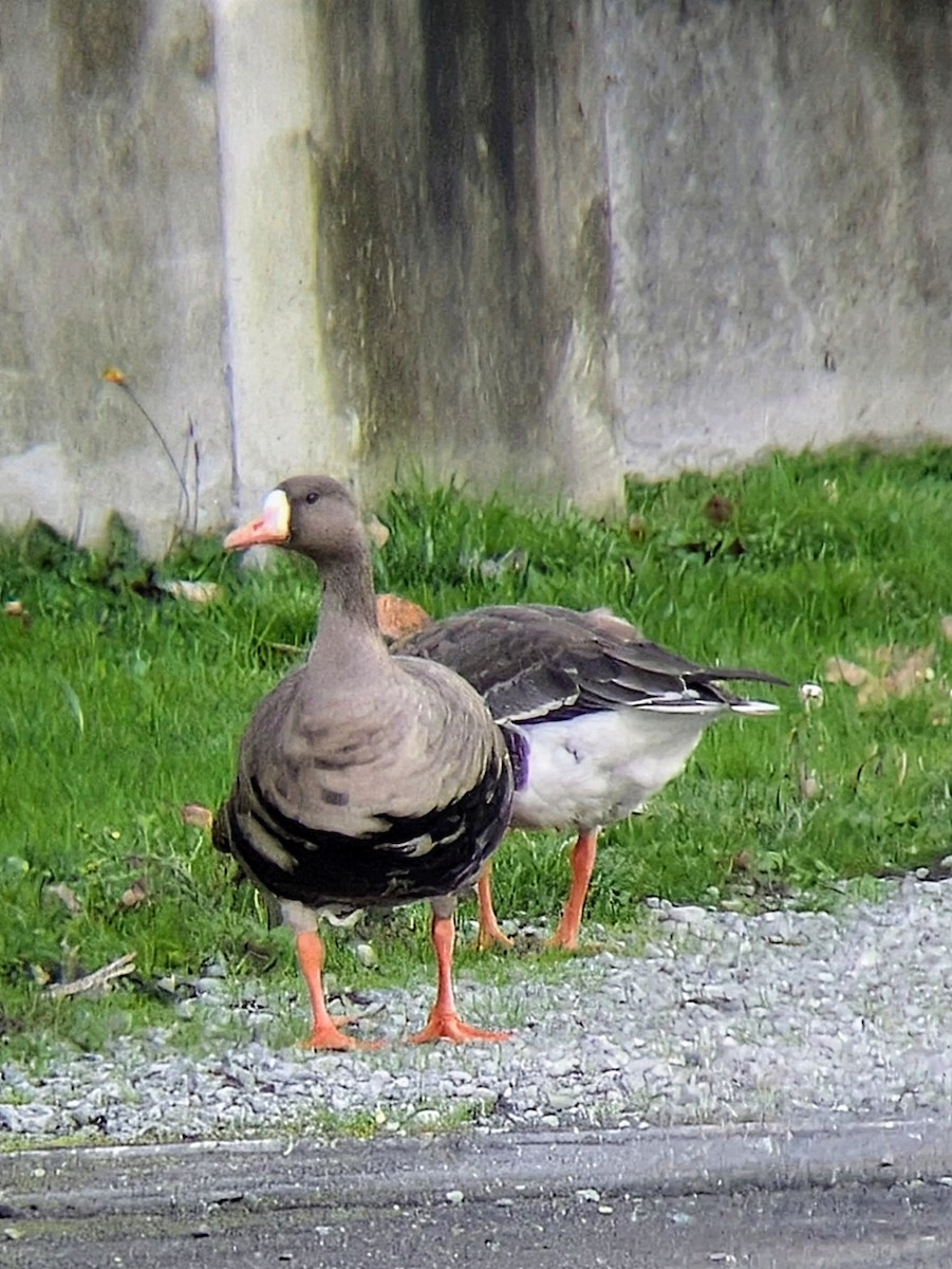 白額雁 - ML646270153