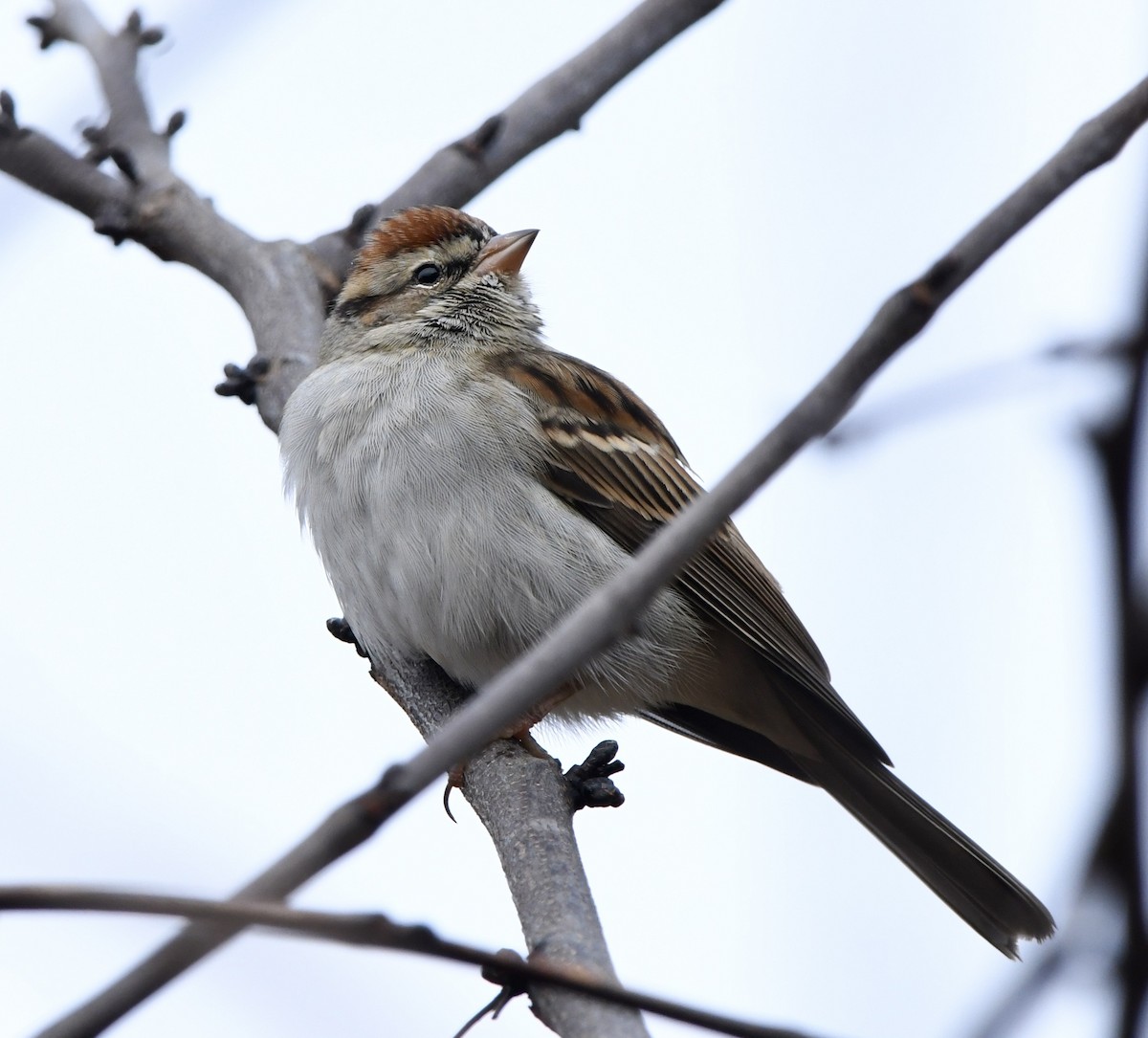 Chipping Sparrow - ML646270154