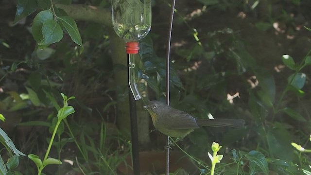 Wrentit - ML646270155