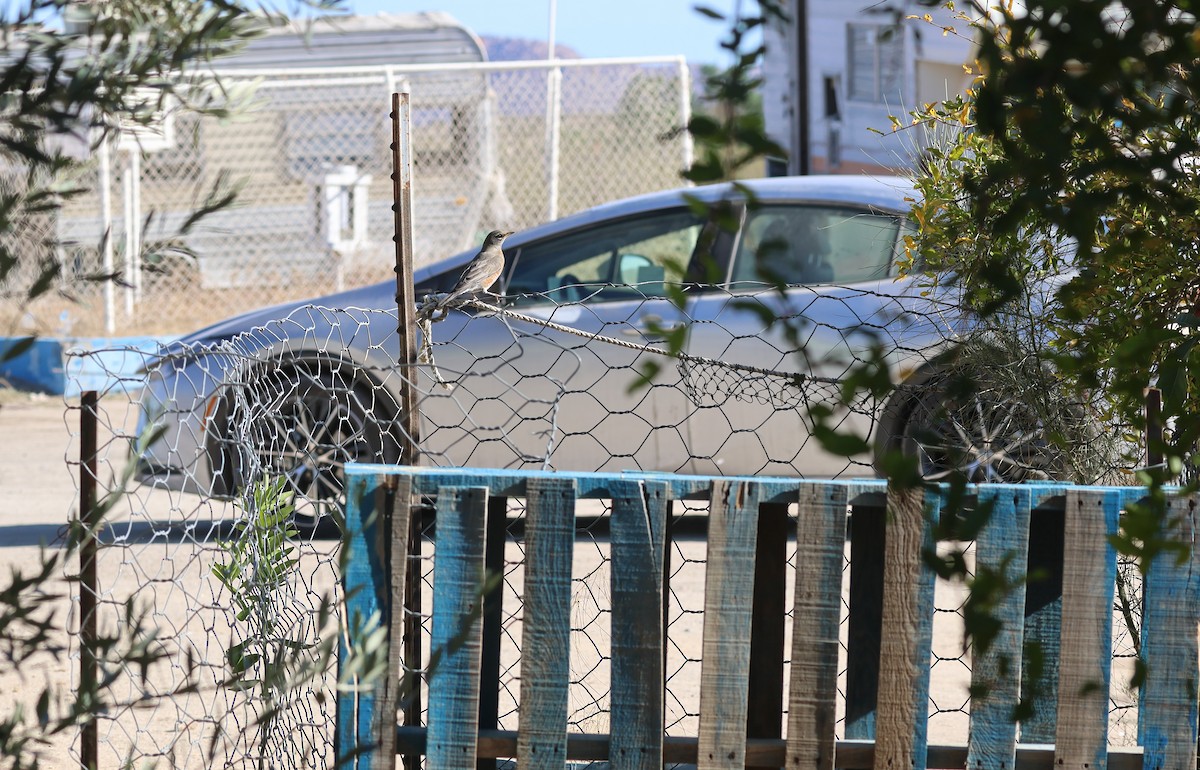 American Robin - ML646270156