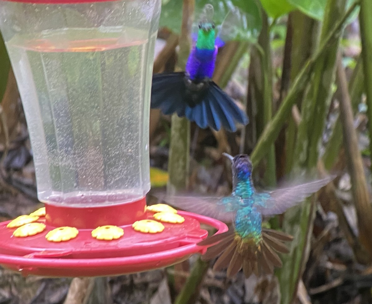 kolibřík nymfový - ML646270157