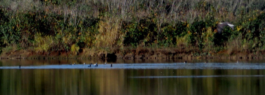 Bald Eagle - ML646270158