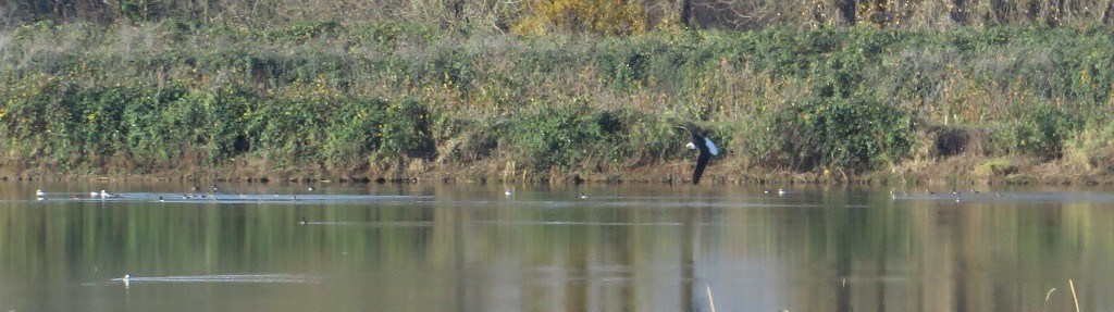 Bald Eagle - ML646270159