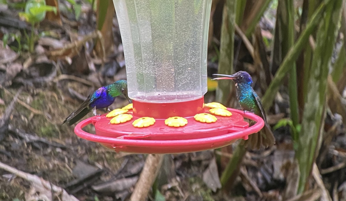 kolibřík nymfový - ML646270160