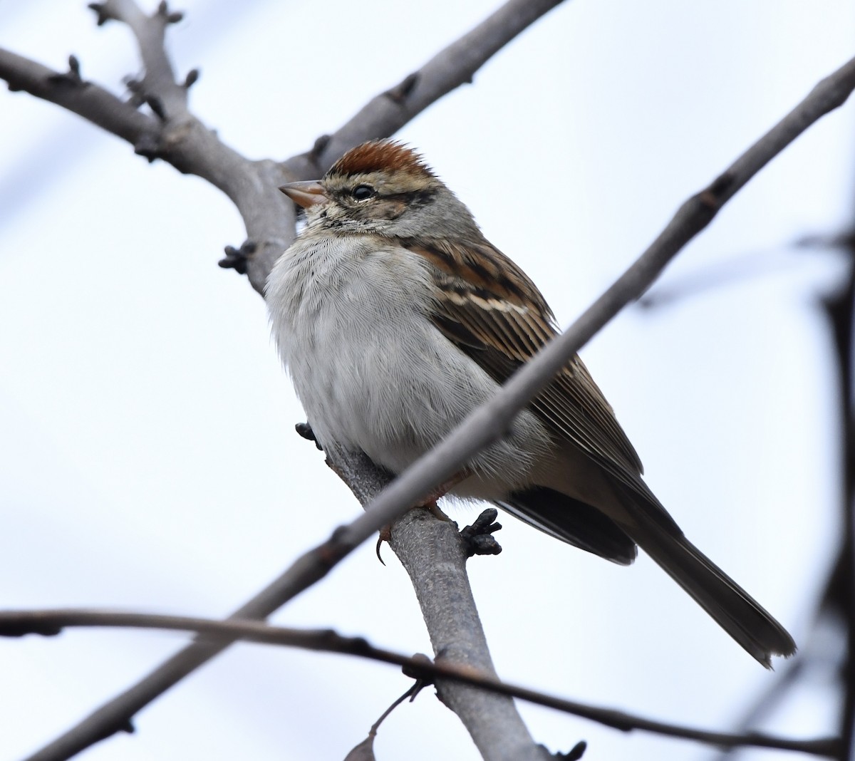 Chipping Sparrow - ML646270163