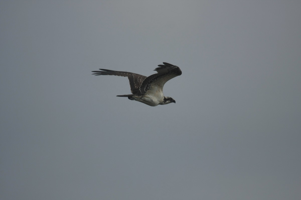 魚鷹 - ML646270164