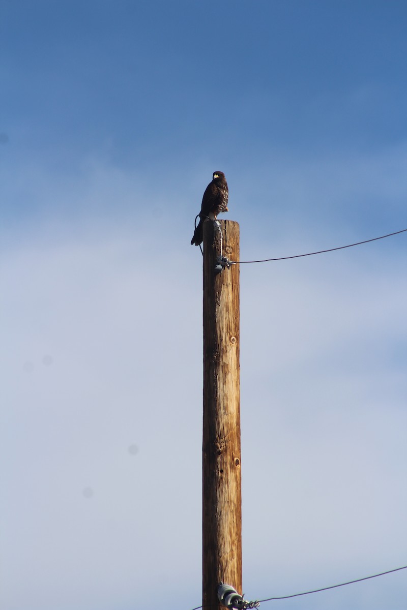 káně Harrisova - ML646270175