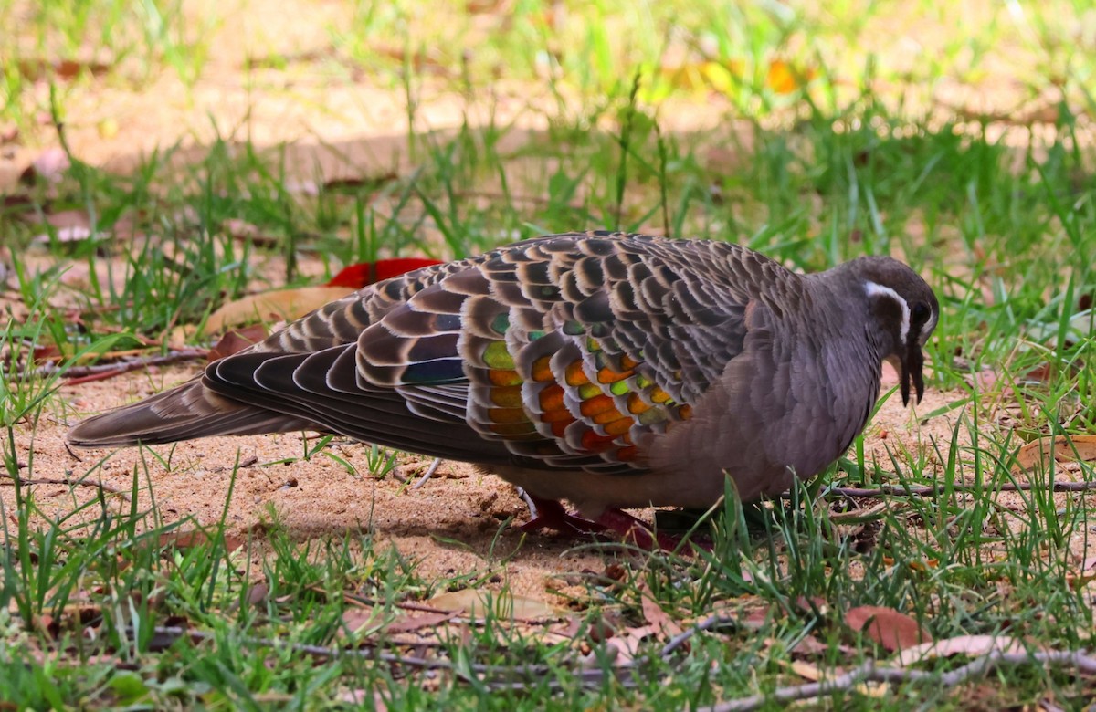 Common Bronzewing - ML646270179