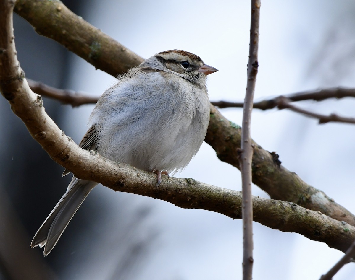 Chipping Sparrow - ML646270181
