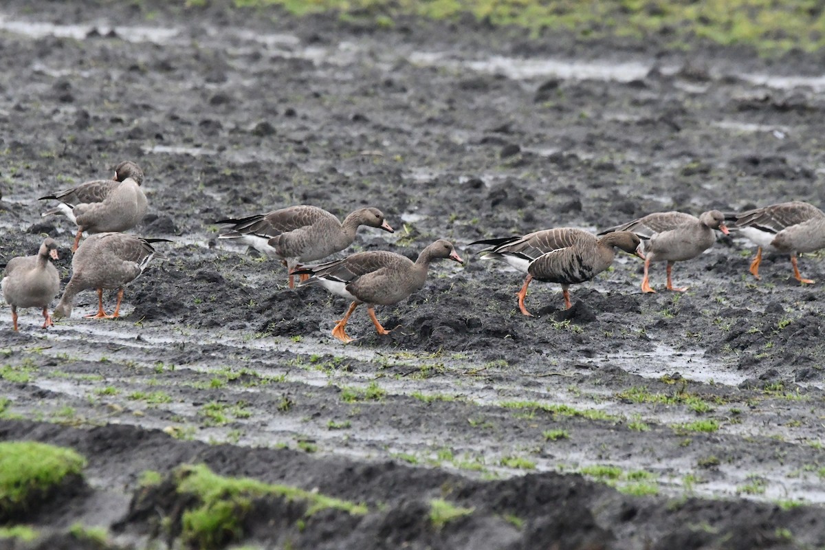 Greater White-fronted Goose - ML646270182