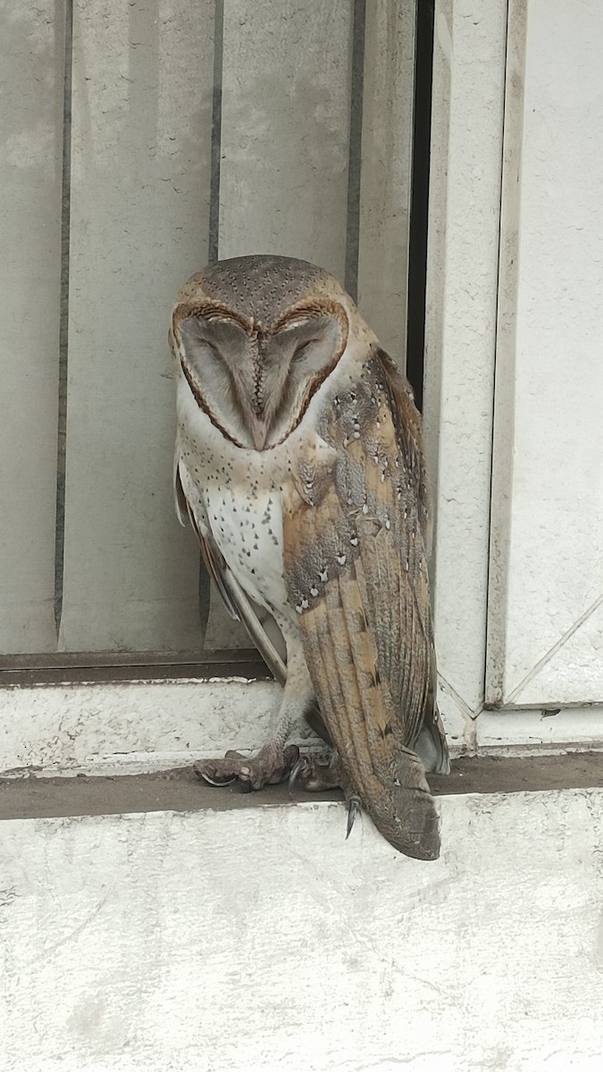 תנשמת מזרחית - ML646270184