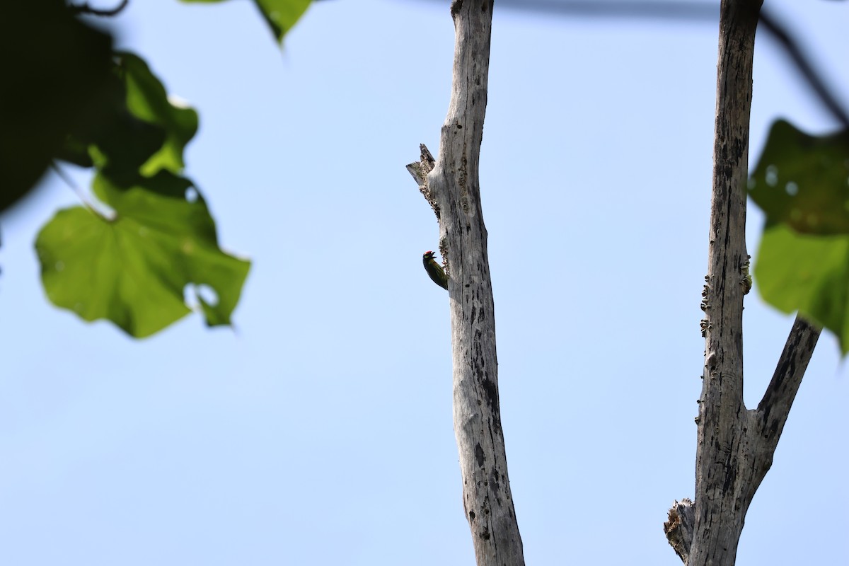 ムネアカゴシキドリ - ML646270191