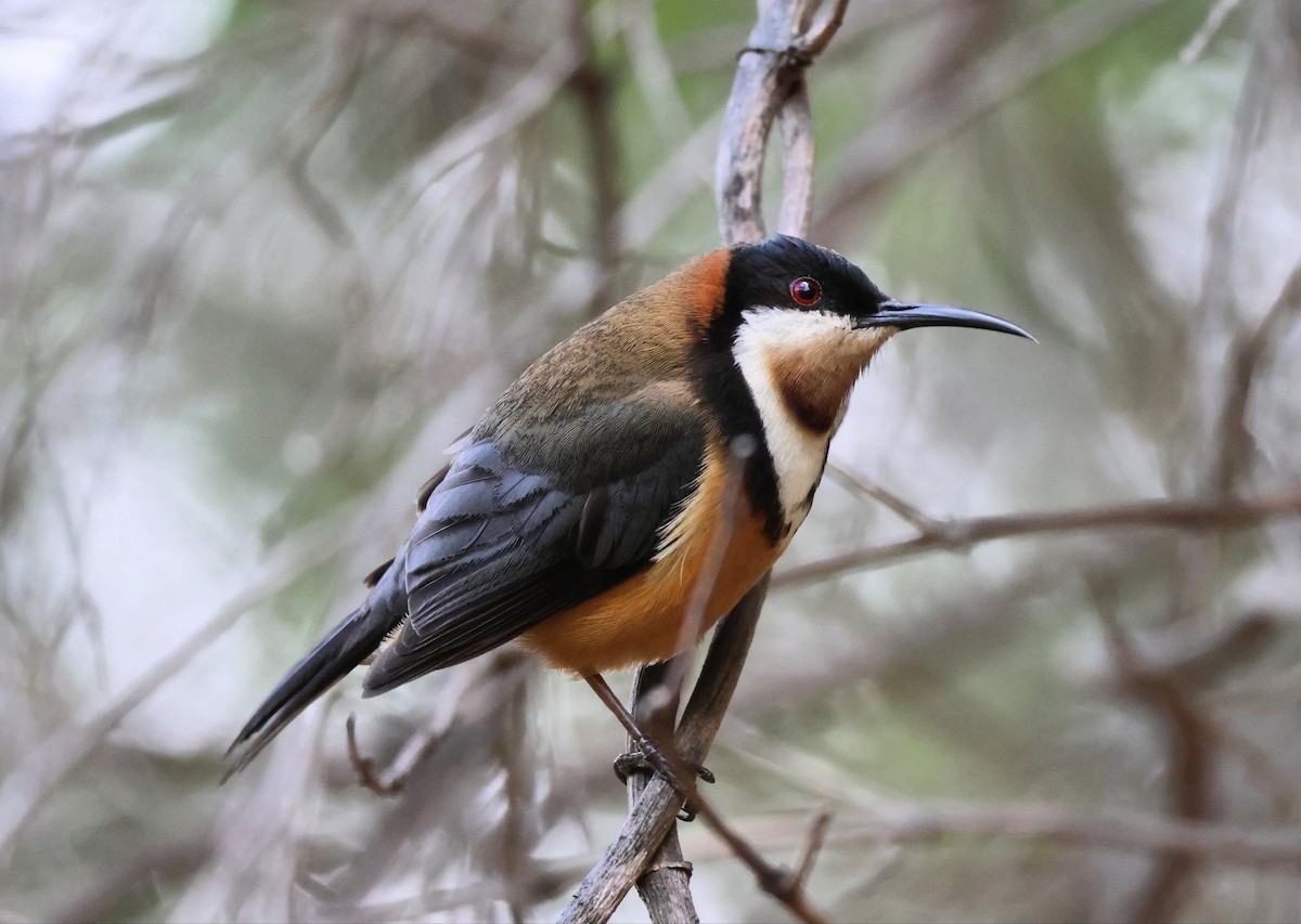 Eastern Spinebill - ML646270195