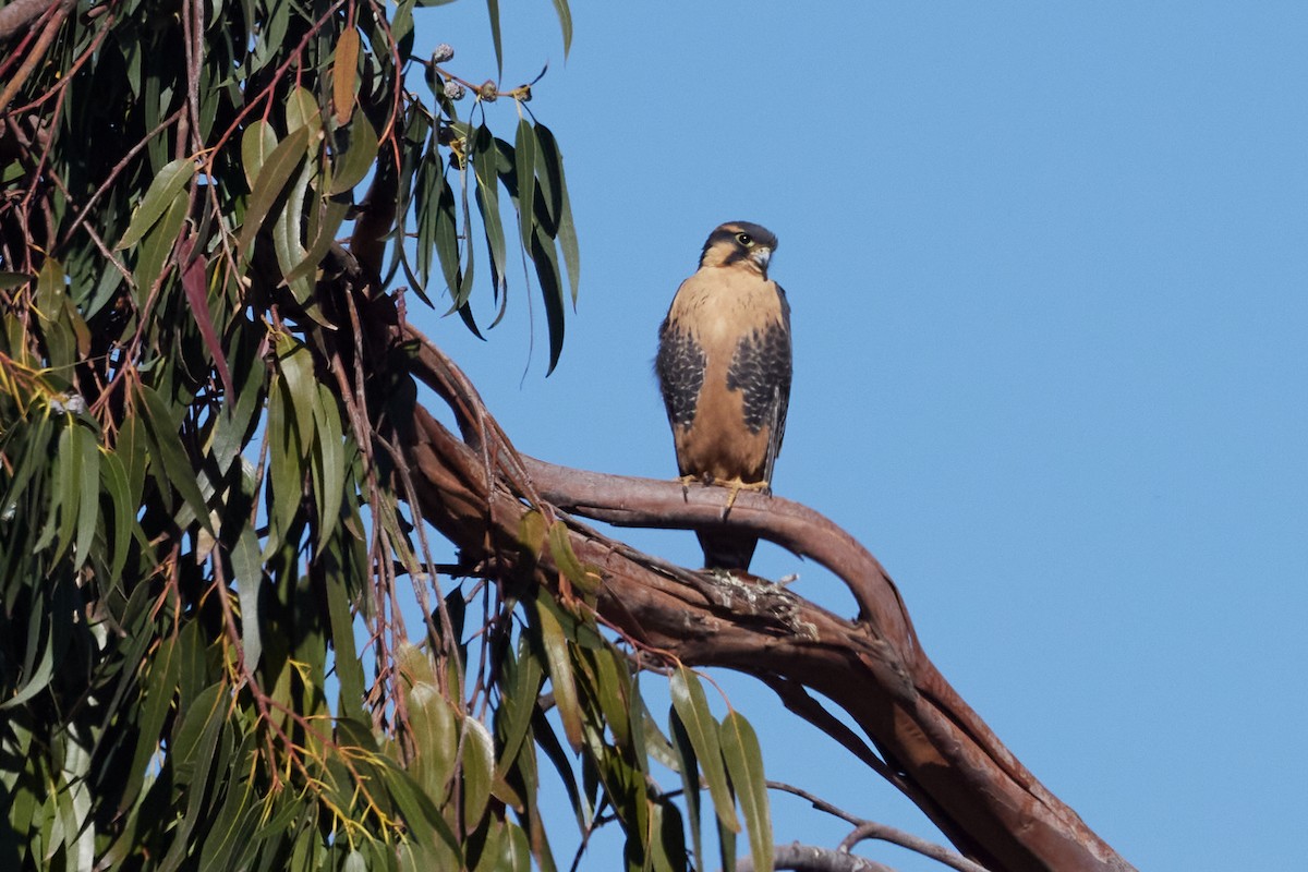 Aplomado Falcon - ML646270199