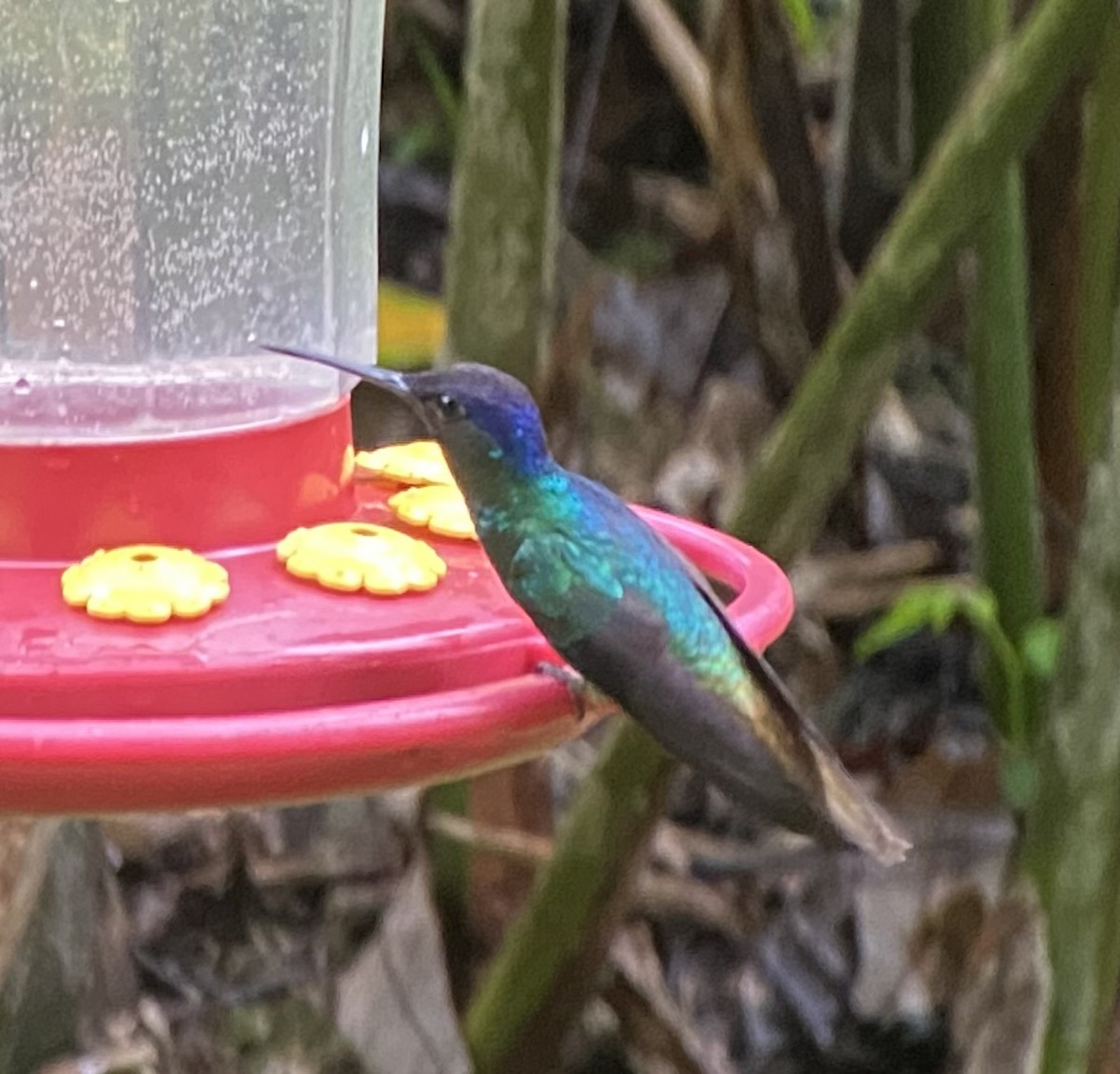 Golden-tailed Sapphire - ML646270200