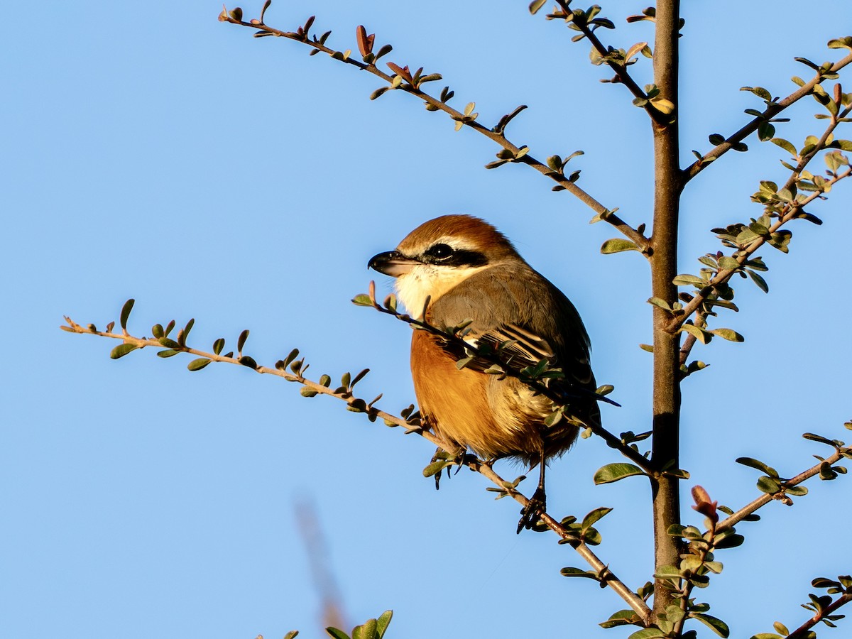 Büffelkopfwürger - ML646270201