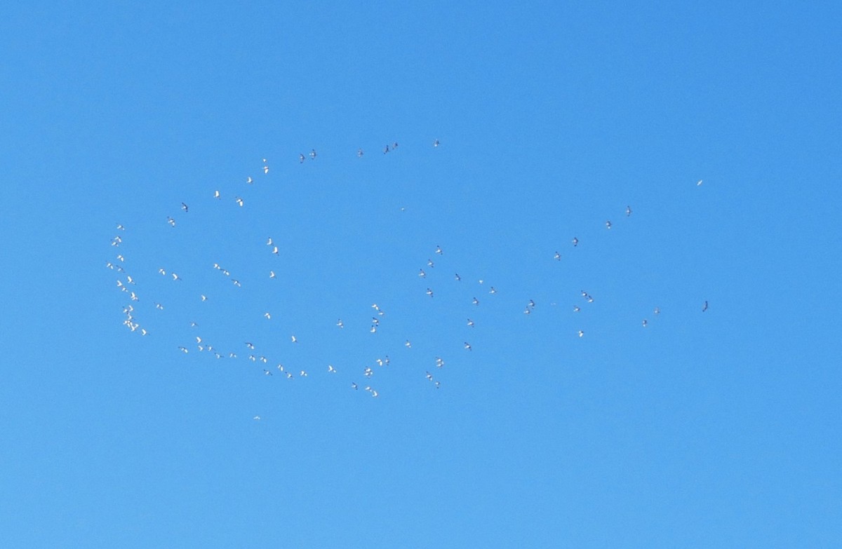 Sandhill Crane - ML646270206