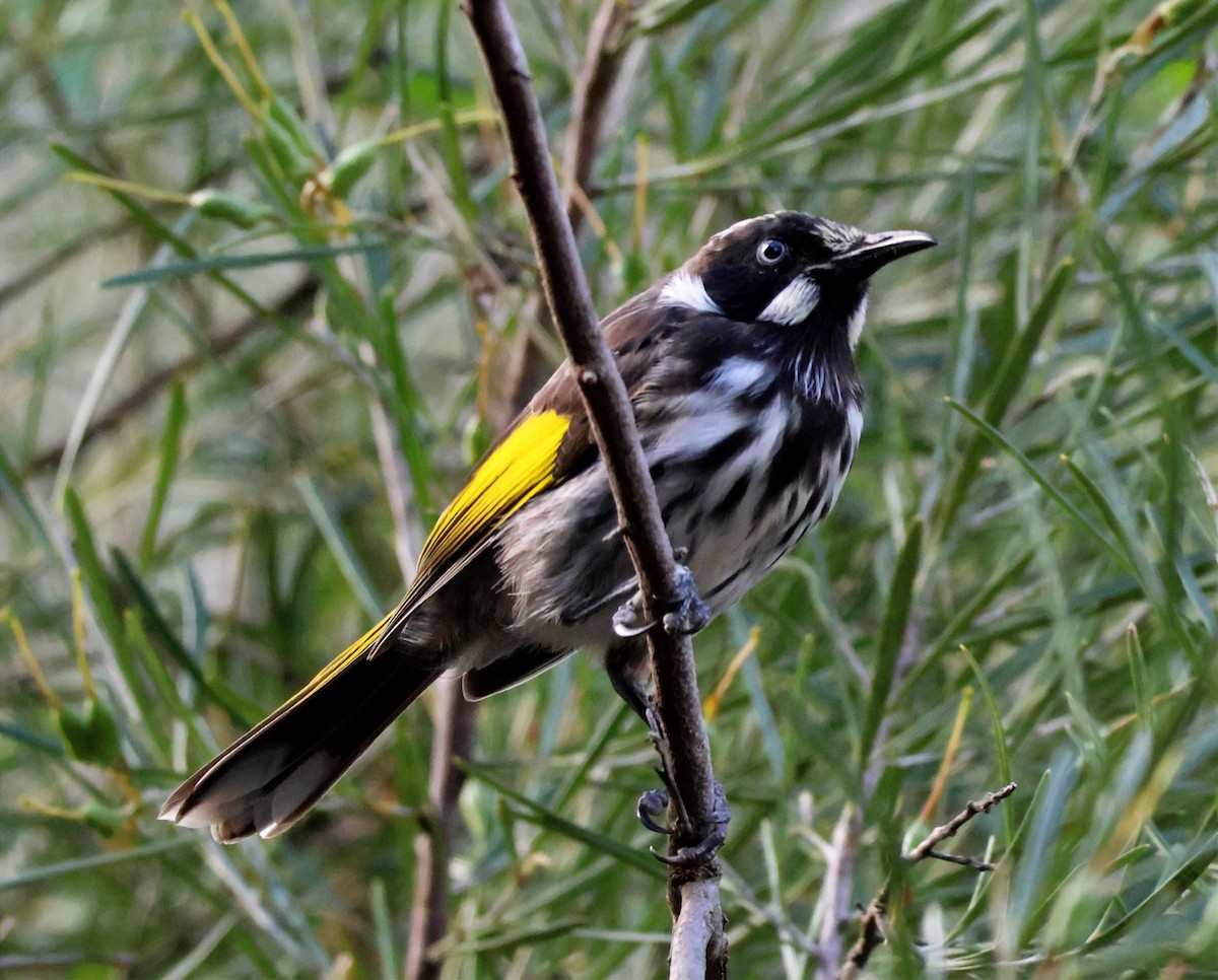New Holland Honeyeater - ML646270207