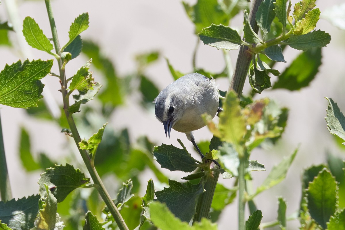 Cinereous Conebill - ML646270209