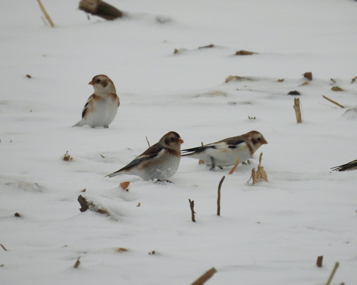 Snow Bunting - ML646270210