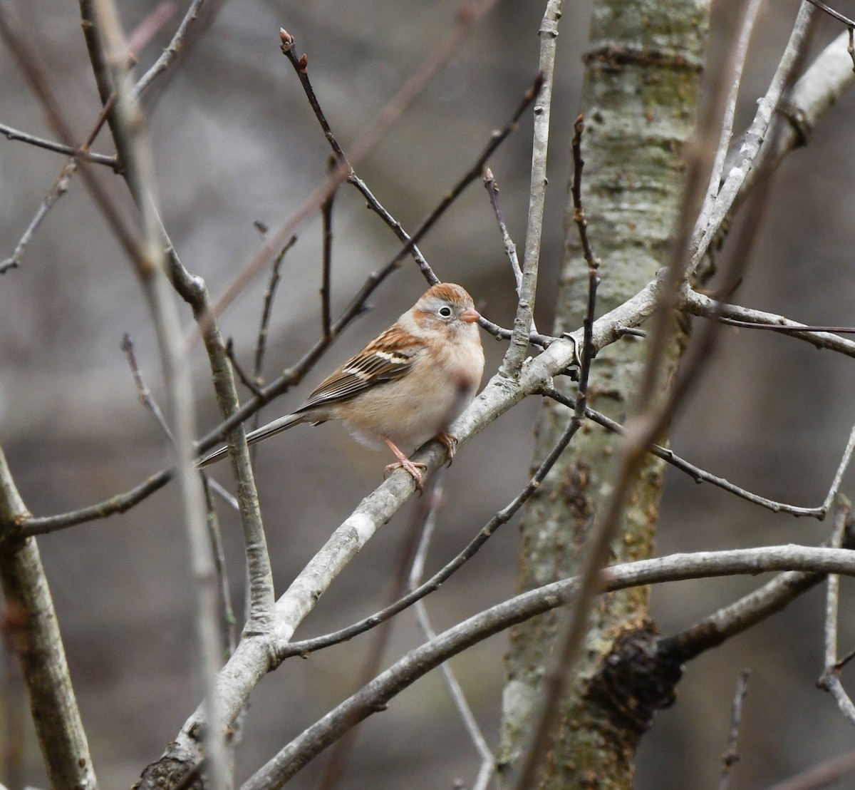 Field Sparrow - ML646270211