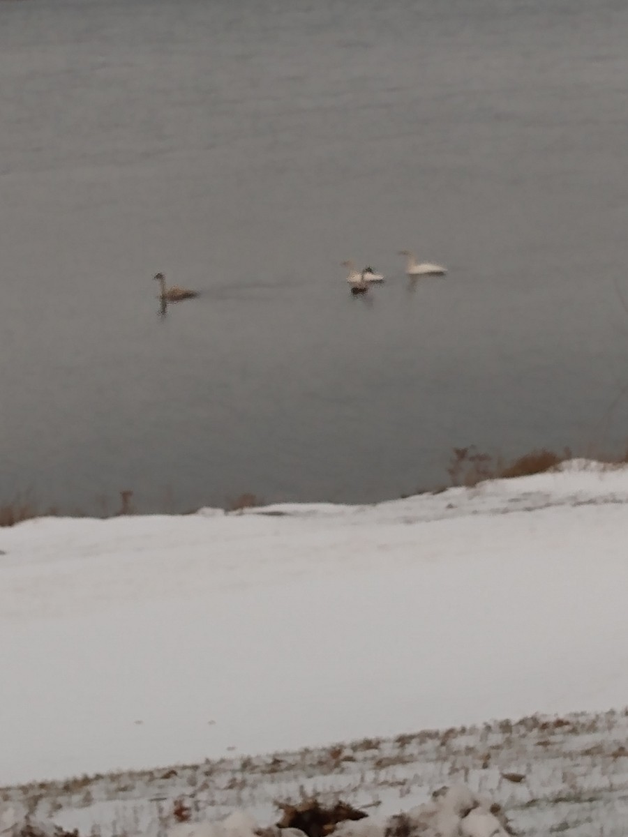 Trumpeter Swan - ML646270212