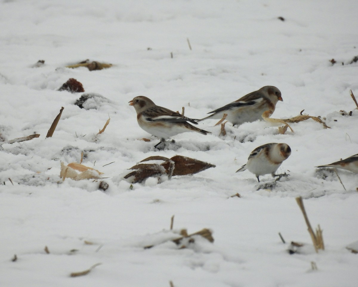 Snow Bunting - ML646270215