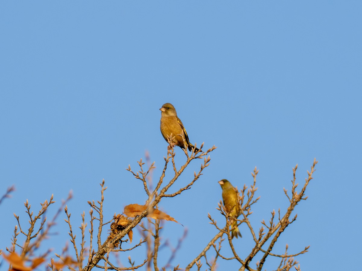 Chinagrünfink - ML646270216