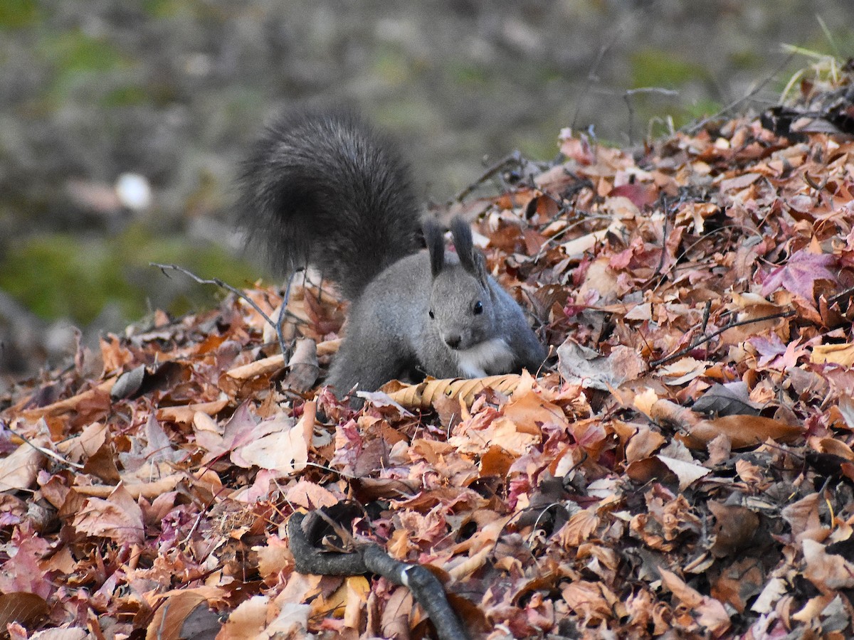 Japanese Red Squirrel - ML646270217