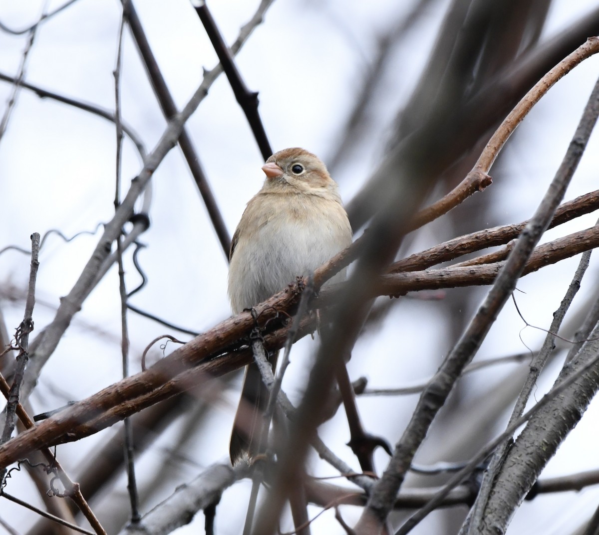 Field Sparrow - ML646270218