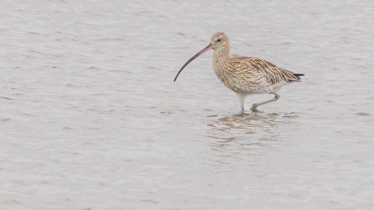 Eurasian Curlew - ML646270219