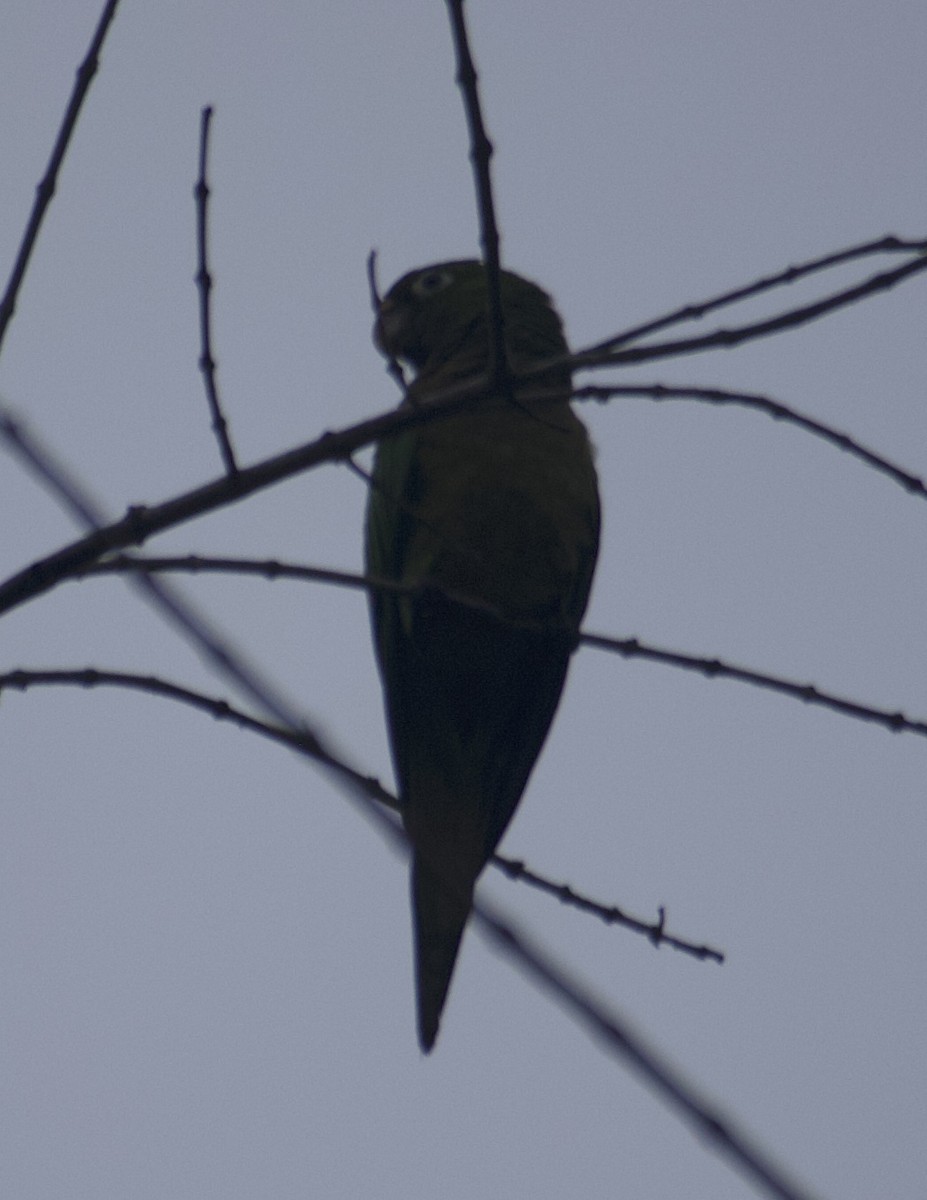 White-fronted Amazon - ML646270220