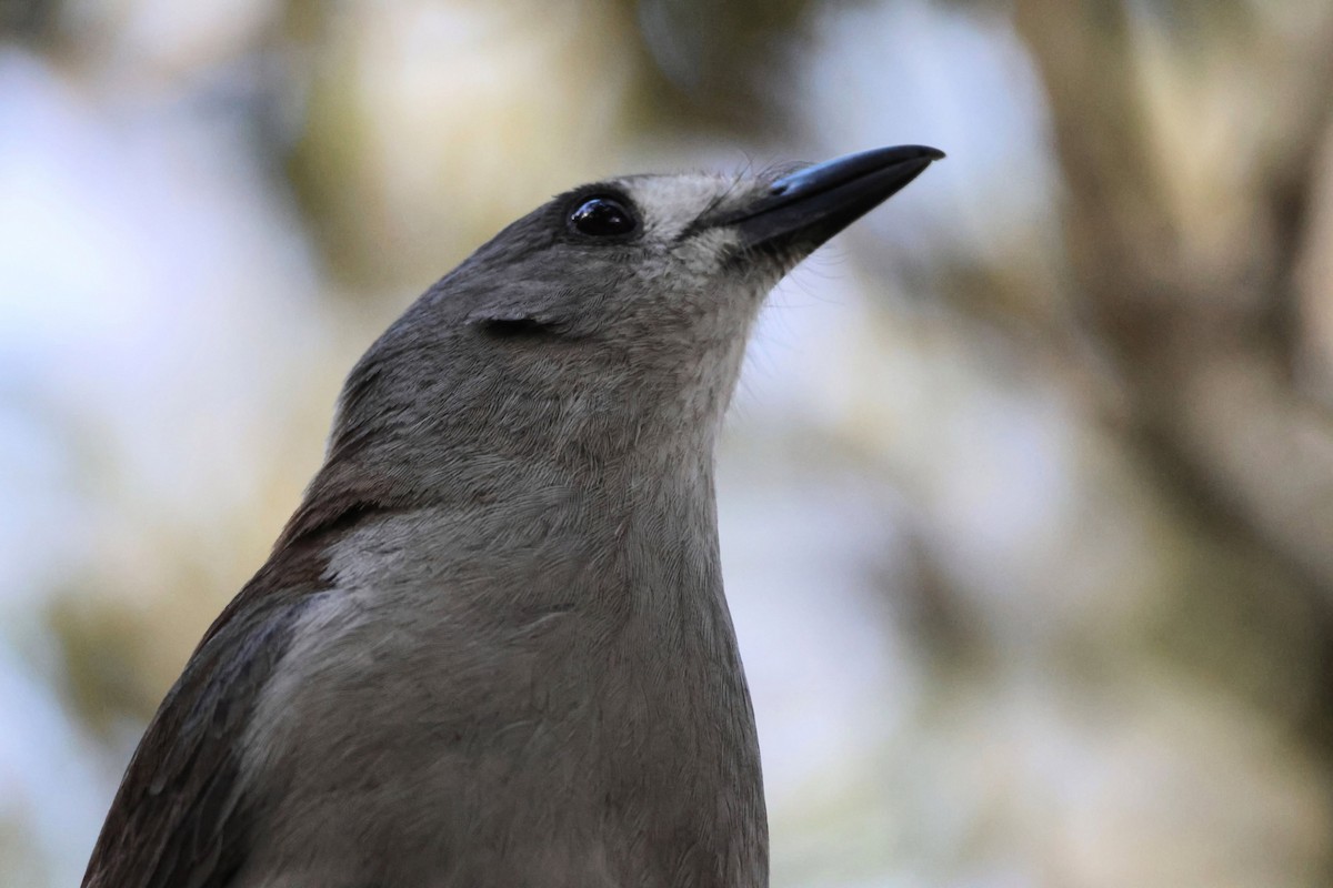Gray Shrikethrush - ML646270222