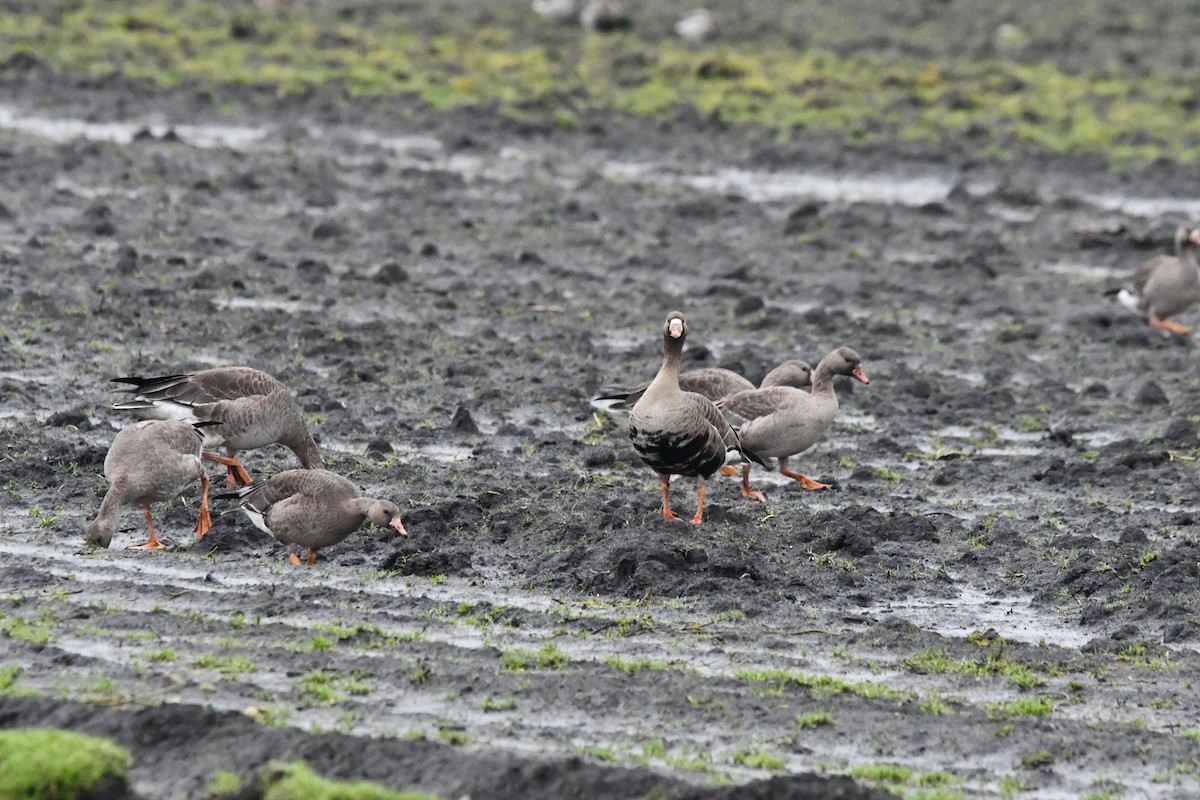Greater White-fronted Goose - ML646270223
