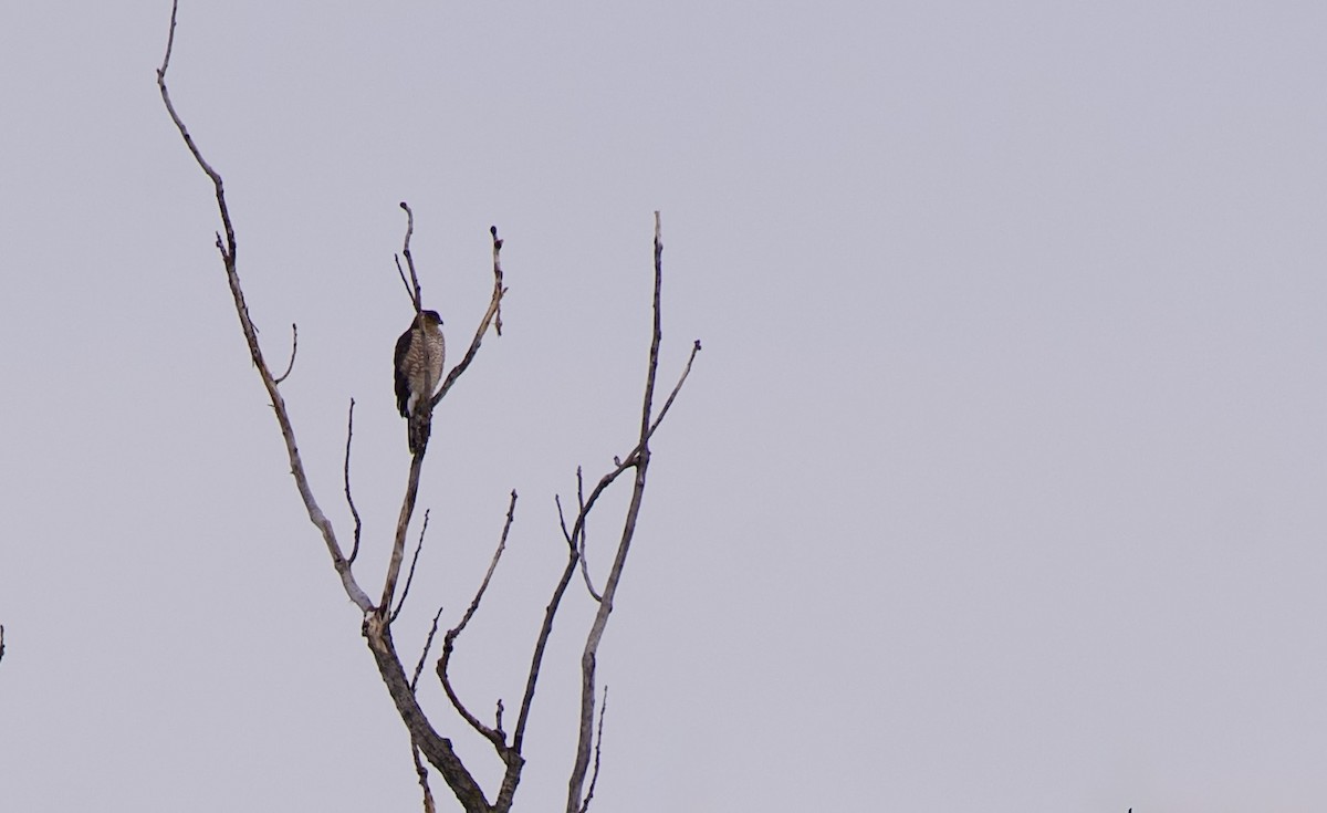 Cooper's Hawk - ML646270226