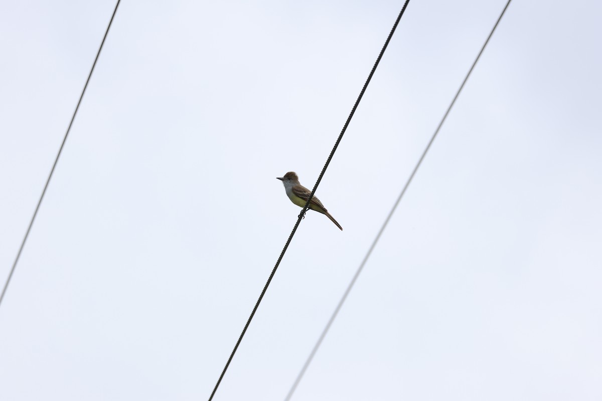 Brown-crested Flycatcher - ML646270227