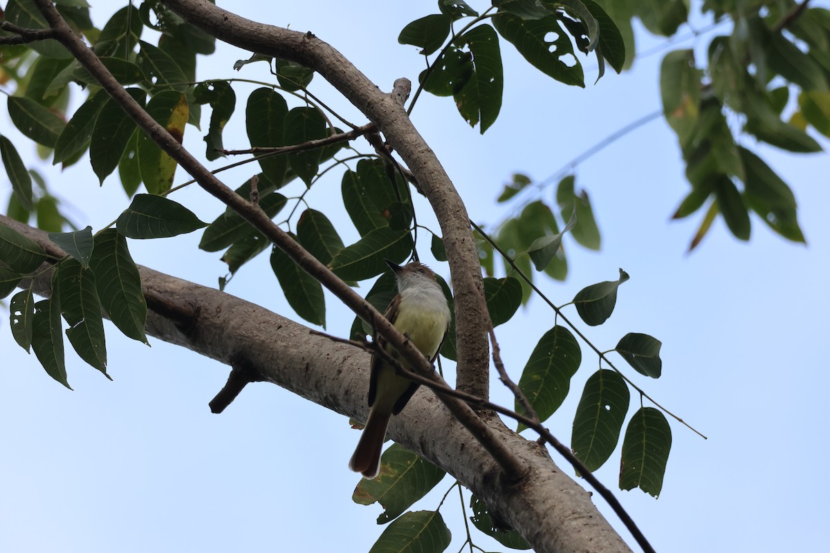 Brown-crested Flycatcher - ML646270228
