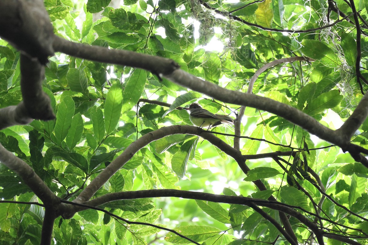 Brown-crested Flycatcher - ML646270229