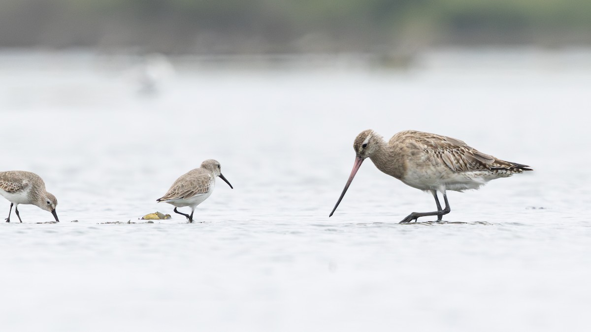 Bar-tailed Godwit - ML646270231