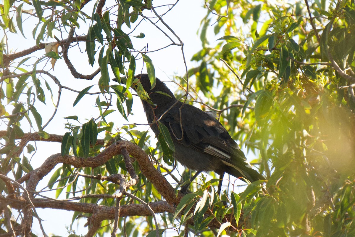 flétňák bělořitý - ML646270232