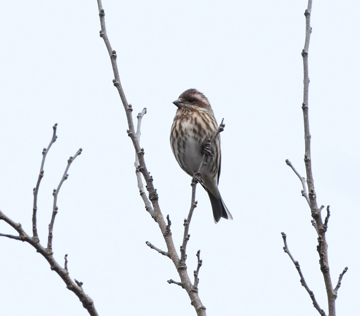 Purple Finch (Eastern) - ML646270243
