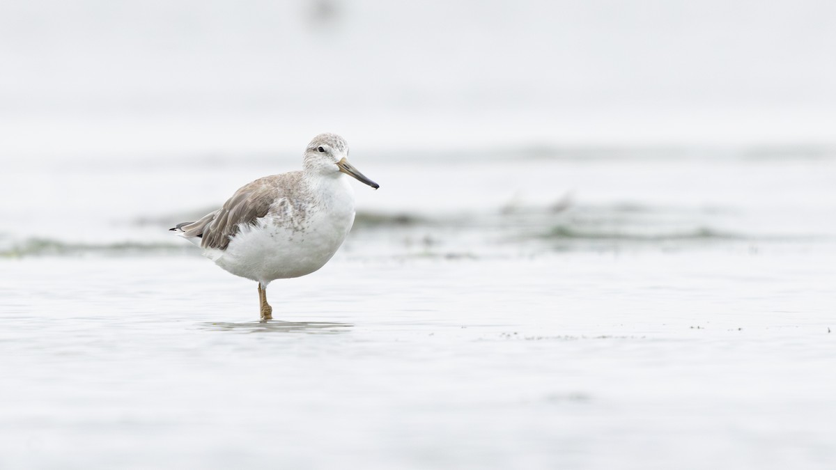 Nordmann's Greenshank - ML646270245