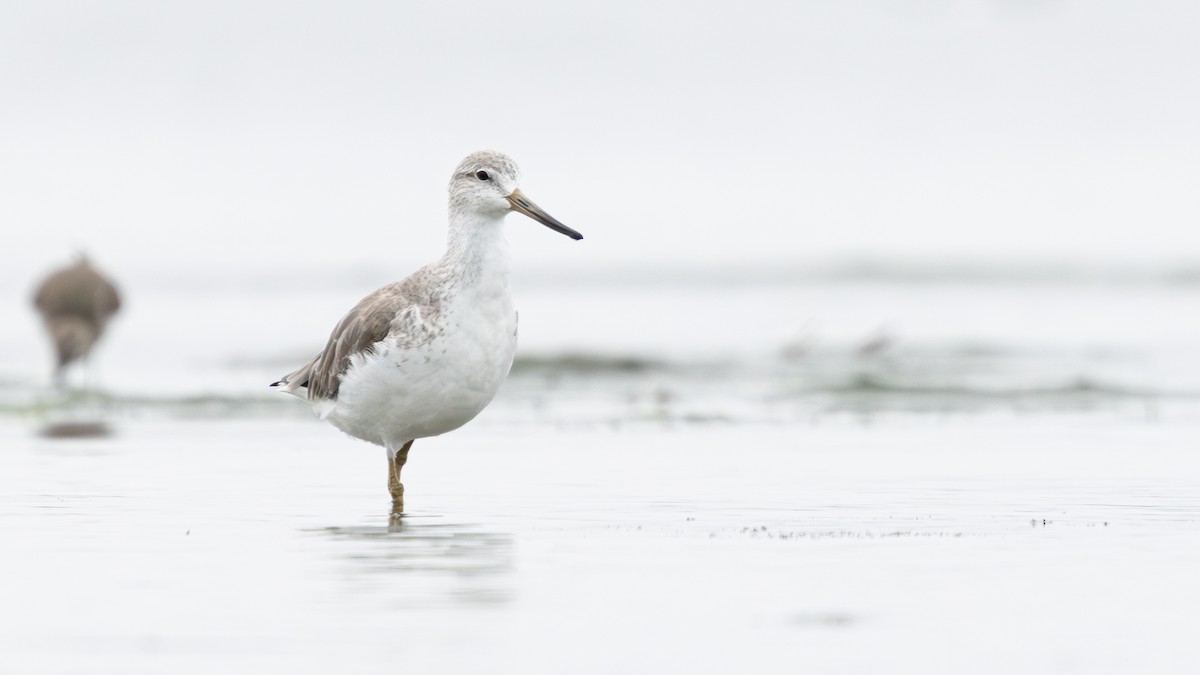 Nordmann's Greenshank - ML646270246