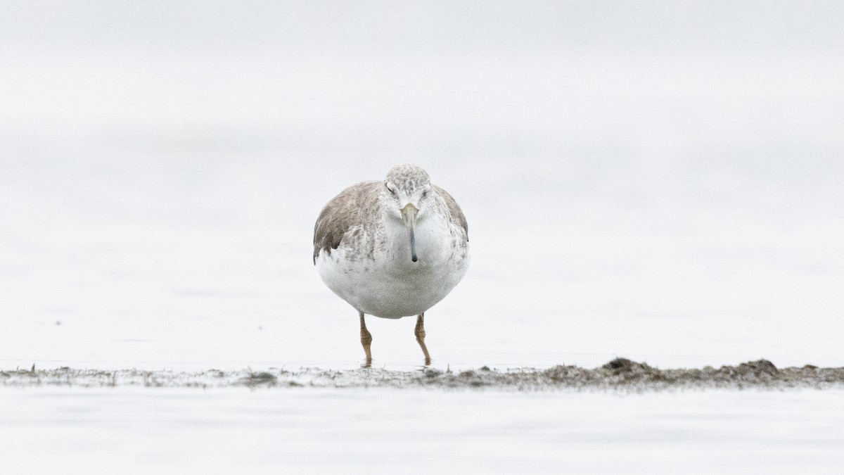 Nordmann's Greenshank - ML646270247