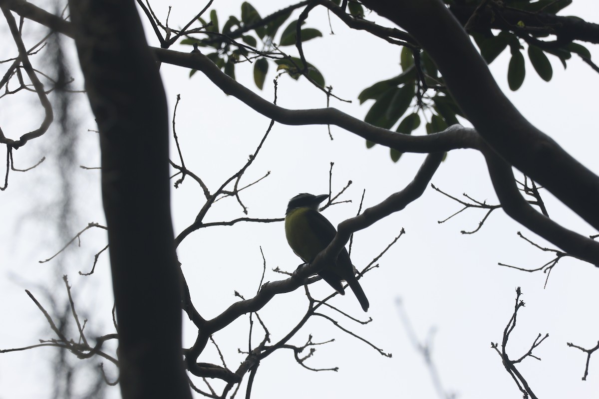 オオハシタイランチョウ - ML646270248