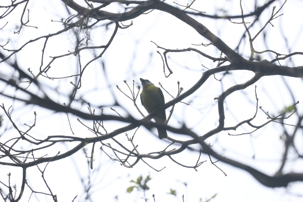 オオハシタイランチョウ - ML646270249