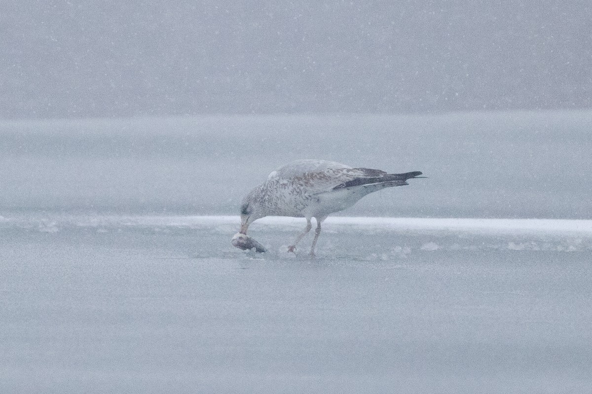 Ring-billed Gull - ML646270250