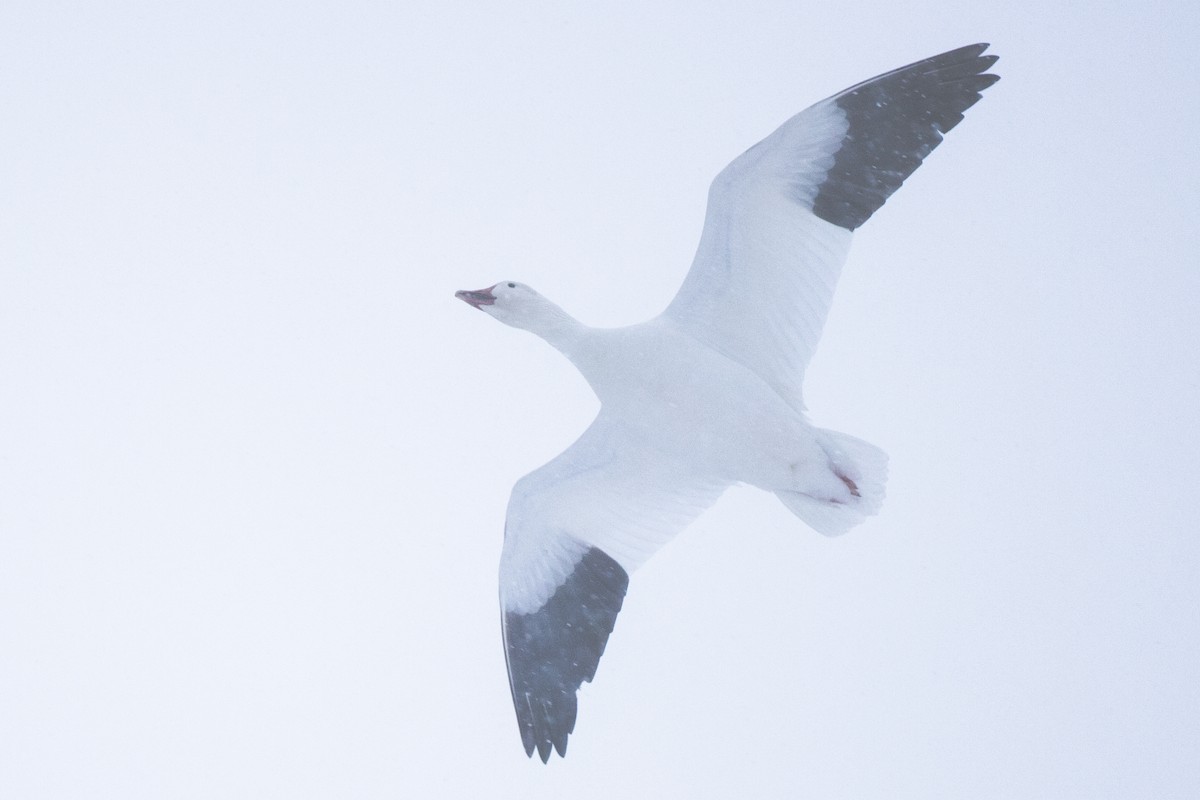 Snow Goose - ML646270259