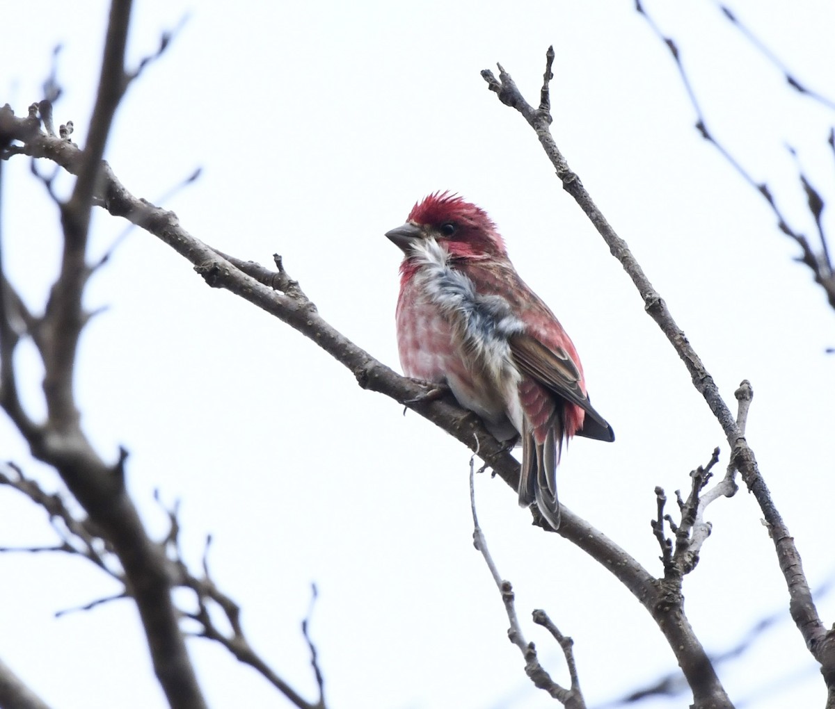 Purple Finch (Eastern) - ML646270260